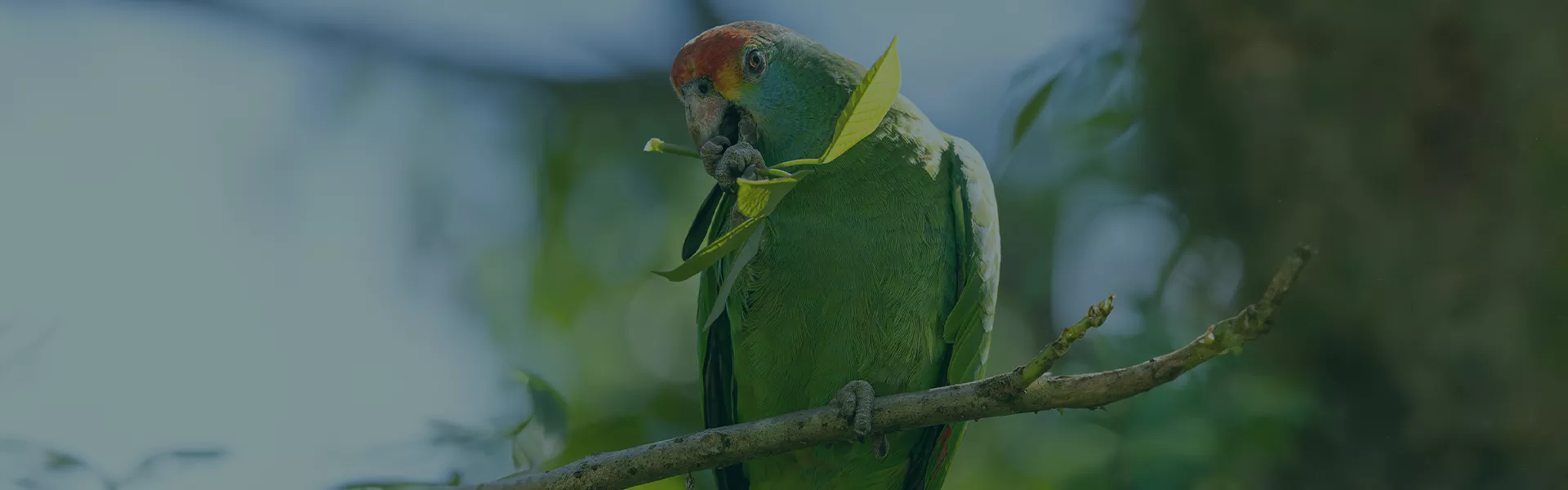 Papagaio-chauá