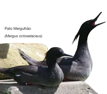 Pato Mergulhão (Mergus octosetaceus)
